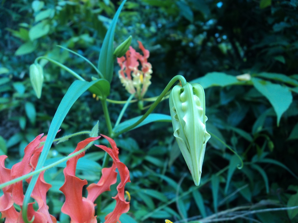 Gloriosa superba L.